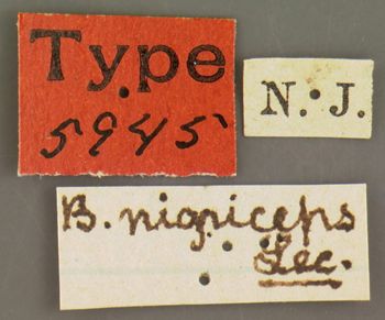 Media type: image;   Entomology 5945 Aspect: labels